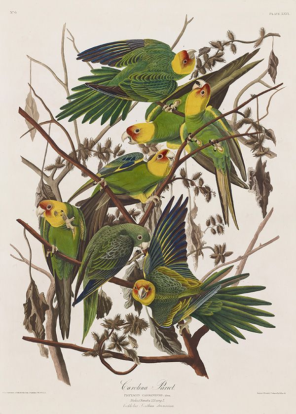 Audubon-C Parakeets600