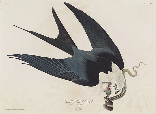 Audubon-Swallow-tailed Kite (1)600