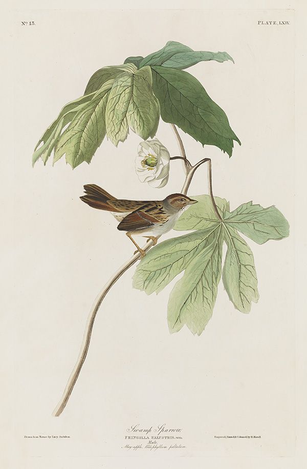 Audubon-Swamp Sparrow600