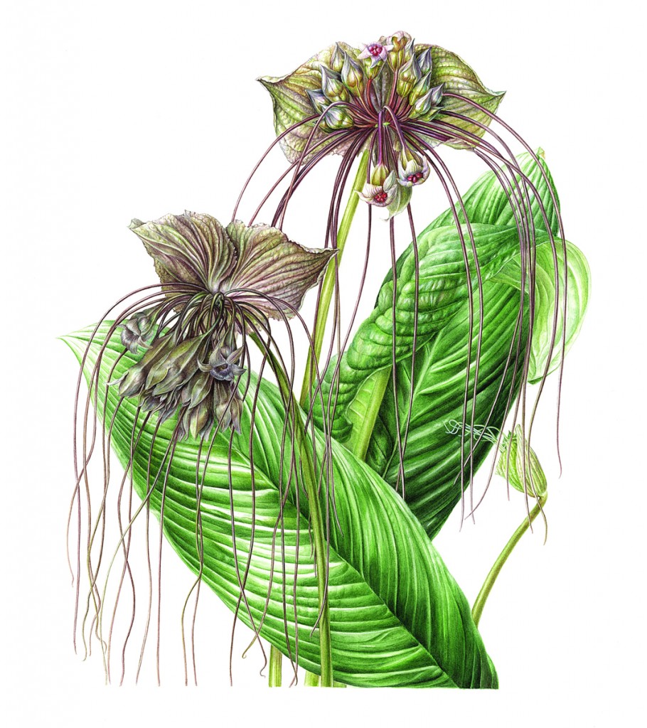 X.Enokido／Tacca chatriei small