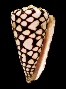 IND - Conus marmoreus, 2012 copyright Herman Mhire