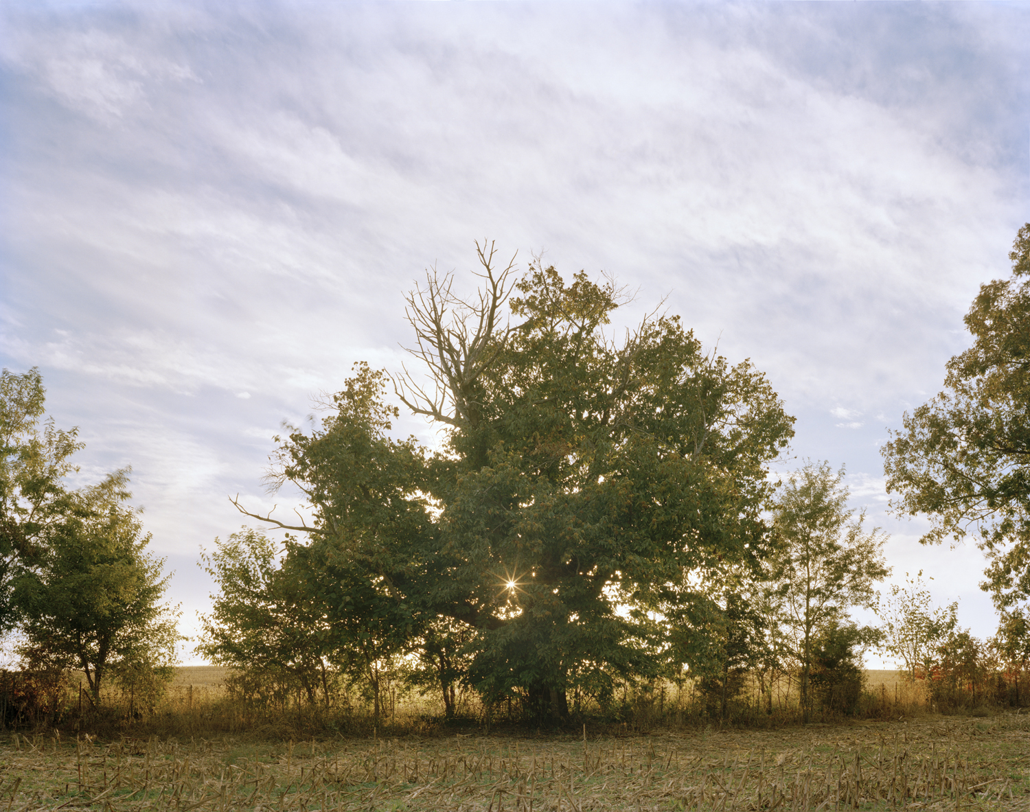 mother-tree-1 mother-tree-1