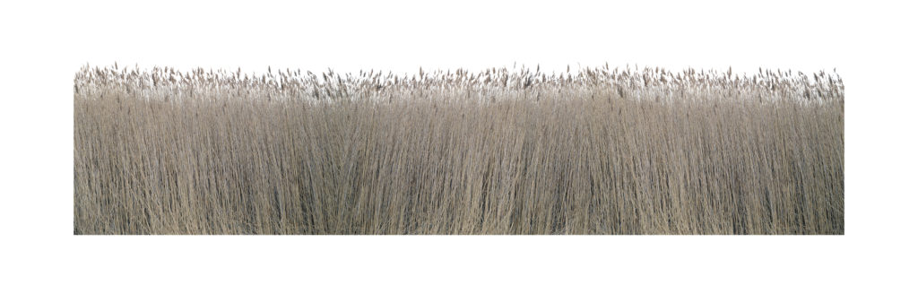 TomBamberger_BrownGrass TomBamberger_BrownGrass