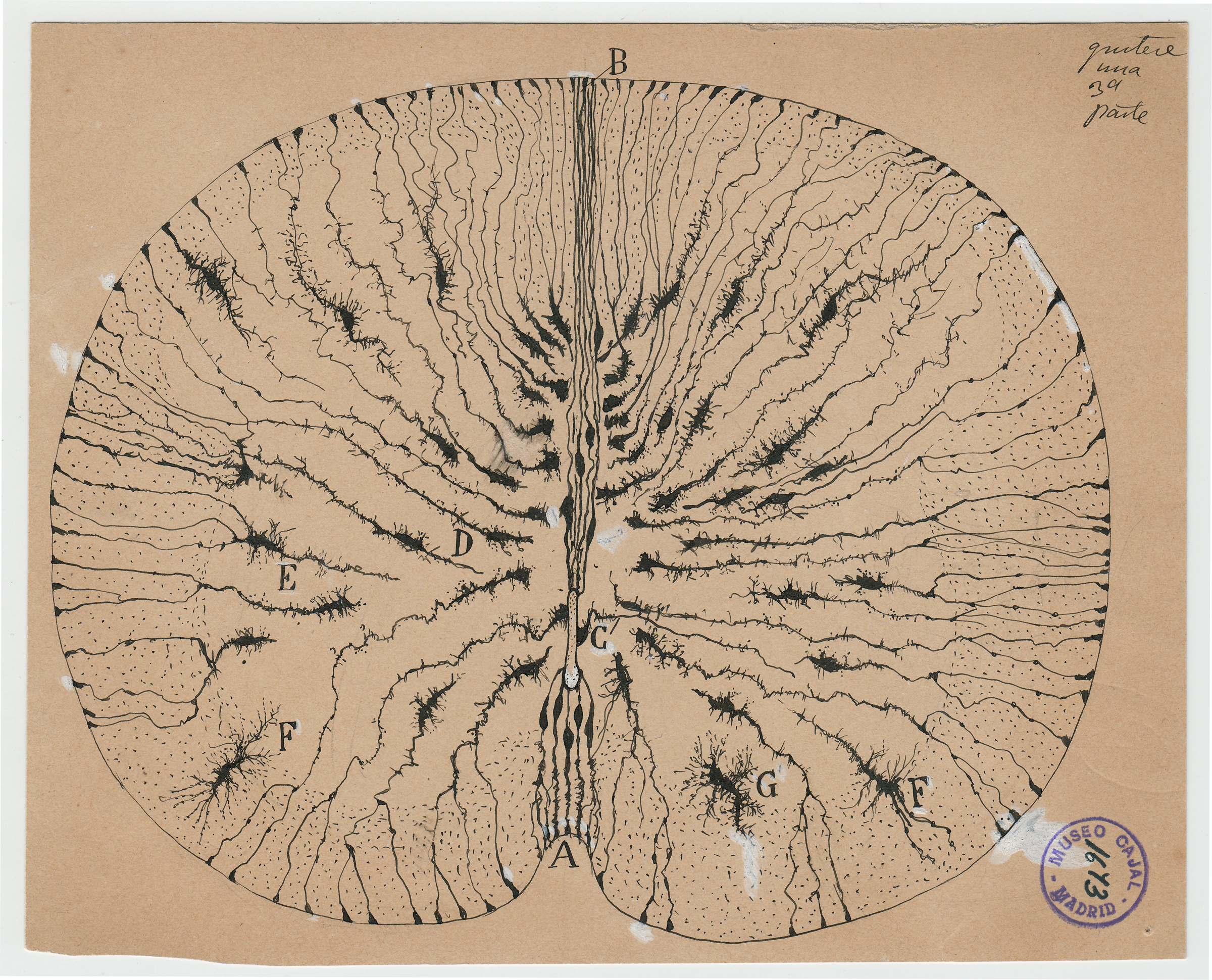Santiago Ramón y Cajal, glial cells of the mouse spinal cord, 1899, ink and pencil on paper. Courtesy of Instituto Cajal (CSIC).