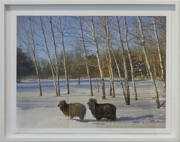 Annabelle and Friend, Anoka County, Minnesota, USA, 2017, from the series Out to Pasture 24.5 x 32 inches