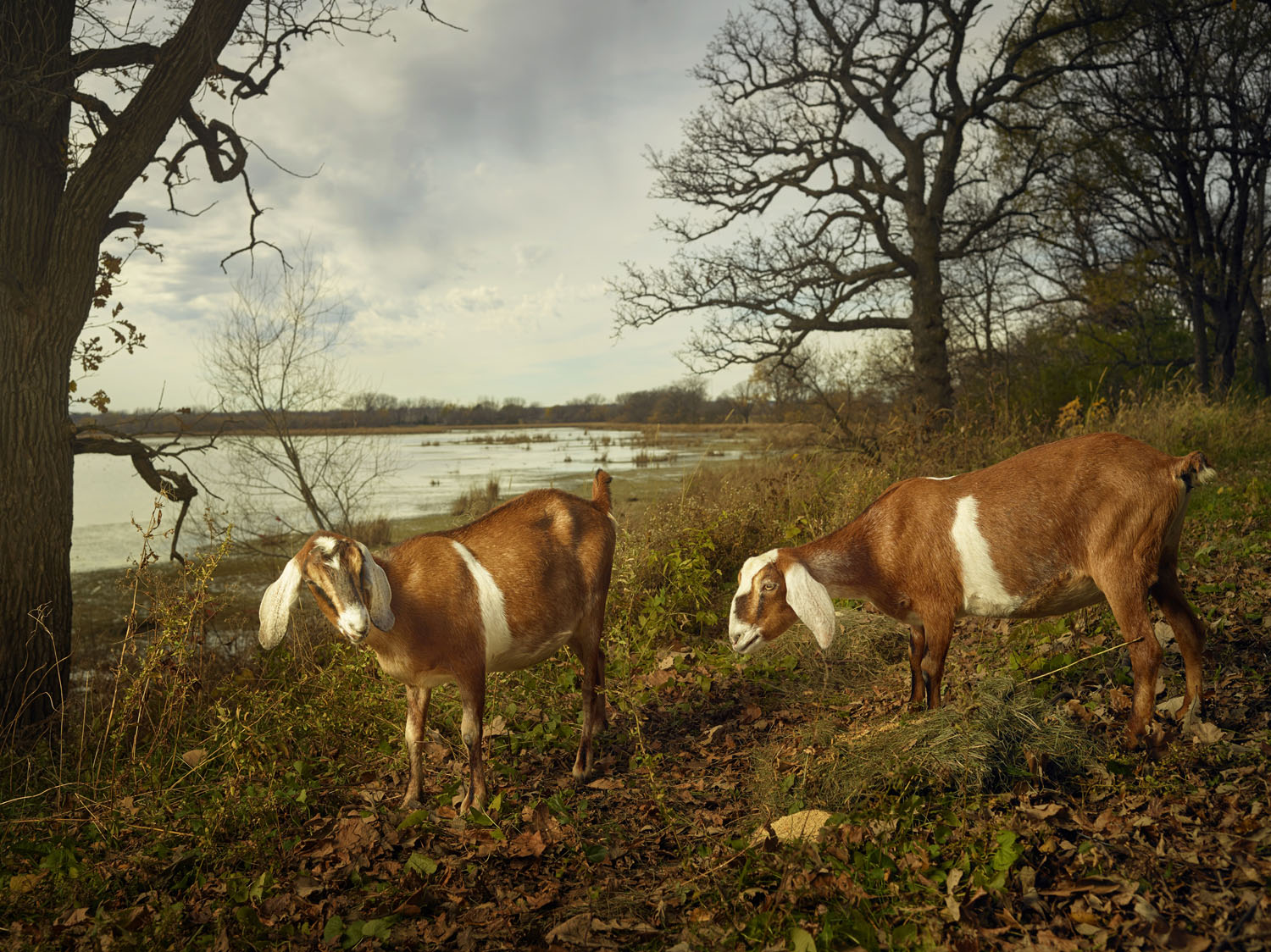 "Dumb and Dumber, Freeborn County, Minnesota, USA" 23.5 x 30 inches, archival pigment print, Ed 7 + 1AP, 2016 © R. J. Kern