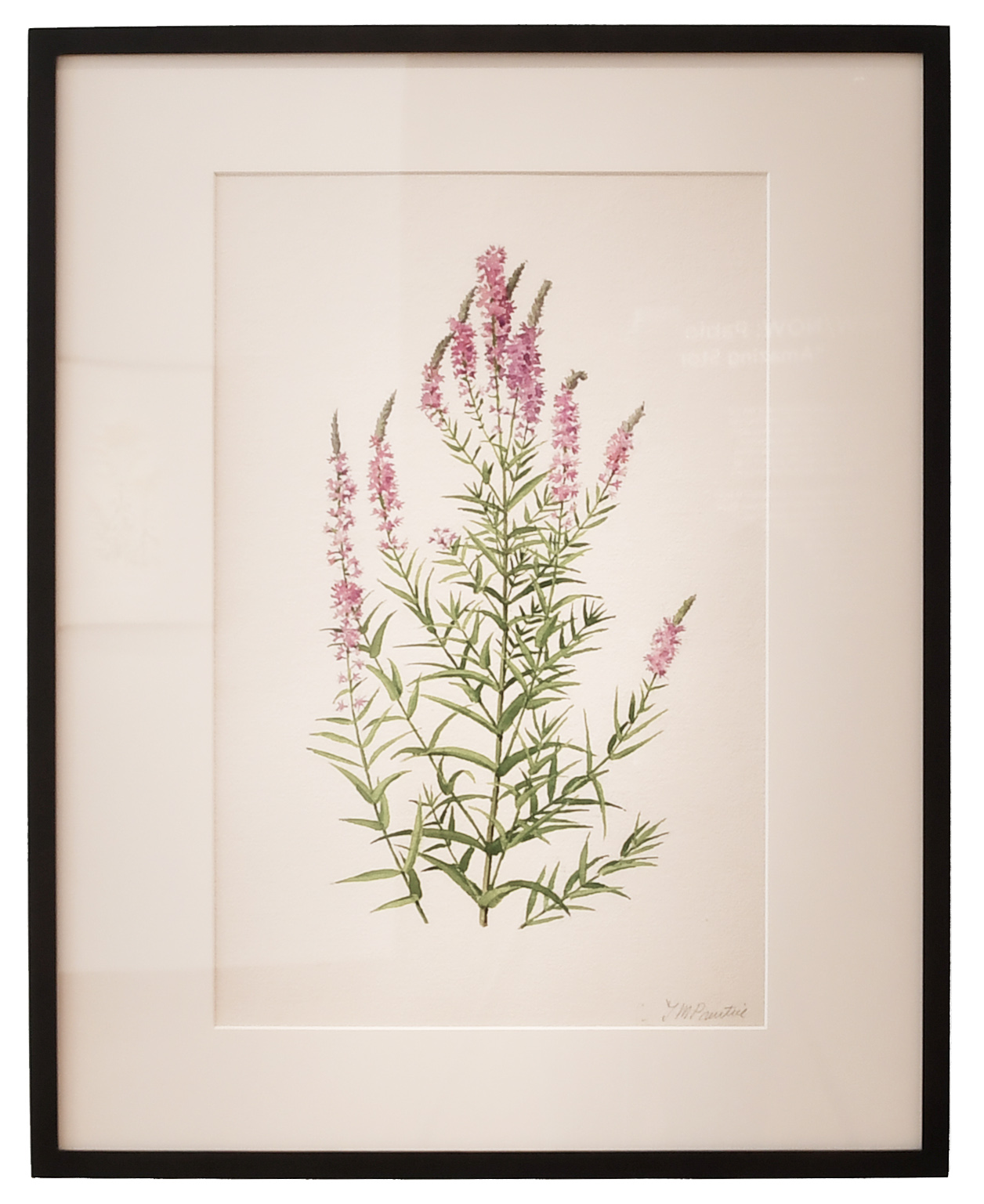 Purple Loosestrife 1971, Watercolor 1977.77.88.