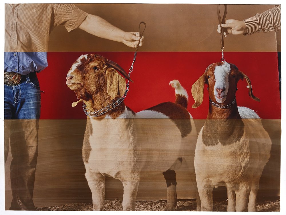 Supreme Champion Boer Goat Male / Female PairMinnesota State Fair, salt print over archival pigment print, 20 x 24 inches, 2019