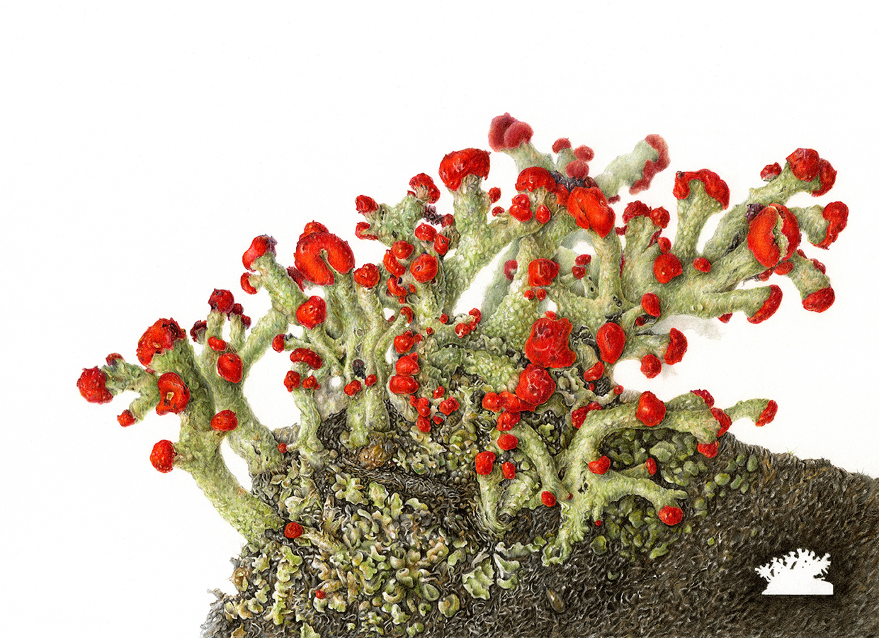 fashek-soldieringon-web Christiane Fashek, "Cladonia cristatella", colored pencil and watercolor on paper