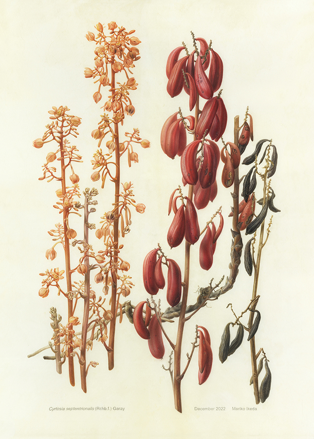 ikeda-mycoheterotrophicorchid-al94s Mariko Ikeda, "Cyrtosia septentrionalis", watercolor on vellum over panel