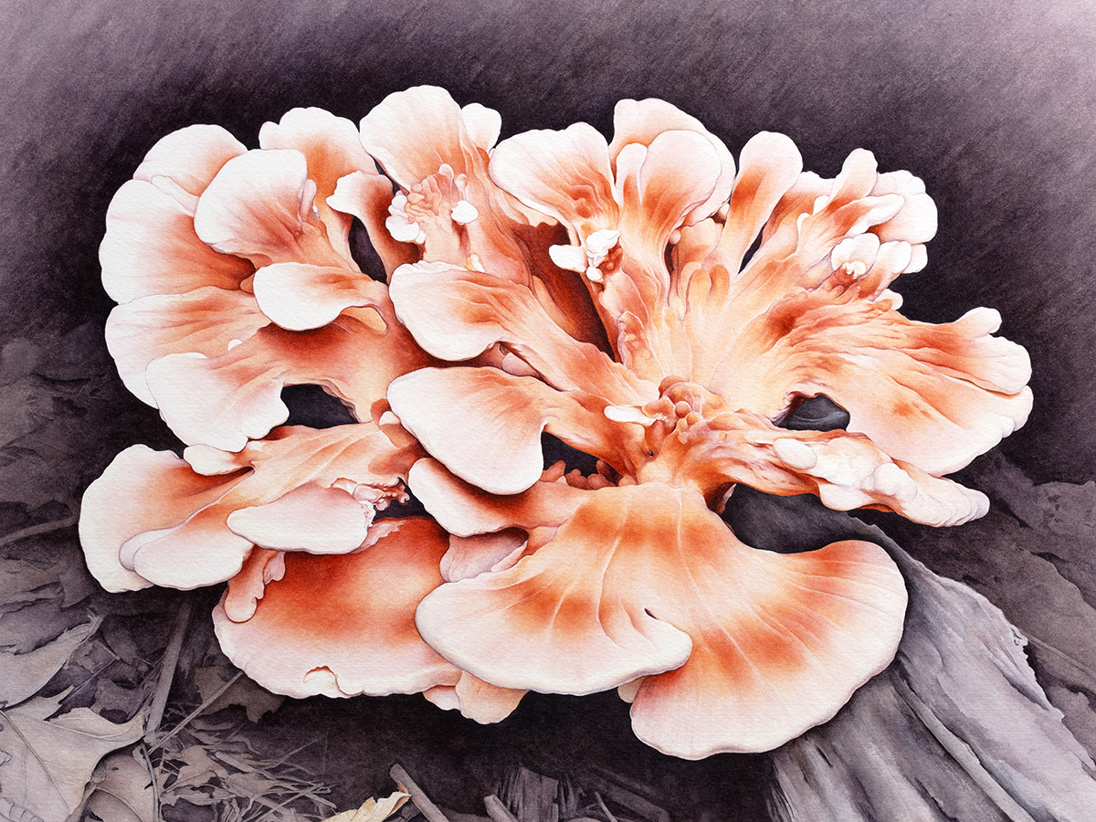wang-chickenofthewoods-4yhmh Katy Yuan Yuan Wang, "Chicken of the Woods", watercolor on paper